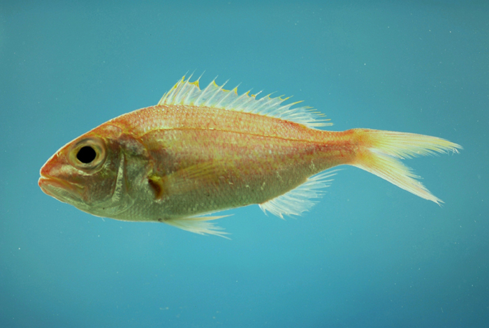 (Pristipomoides Bleeker, 1852) Род ОСТРОЗУБЫ 11 видов